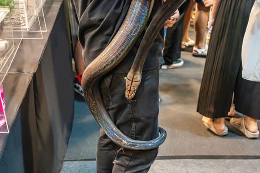 The snake slithering on a body of person. It's a popular pet in Thailand.