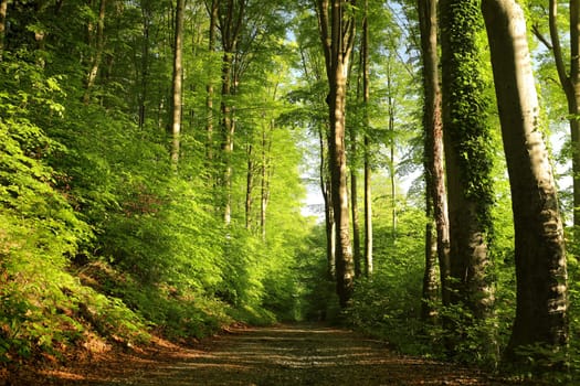 Trail through spring deciduous forest during sunrise, Poland