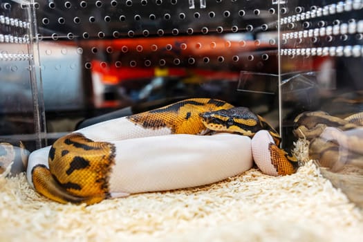 Ball python in the glass cabinet waiting to be sold. It's a popular pet in Thailand.