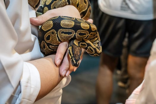 Ball python on woman's hand. It's a popular pet in Thailand.
