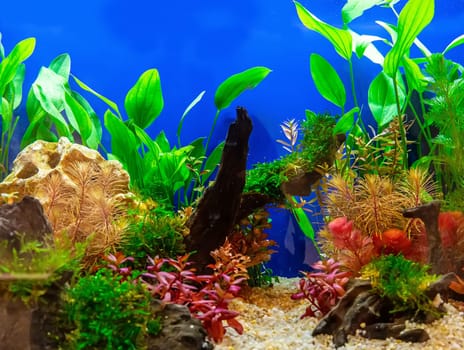 Underwater landscape nature forest style aquarium tank with a variety of aquatic plants, stones and herb decorations.
