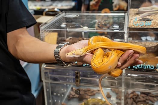 Ball python on people's hand. It's a popular pet in Thailand.
