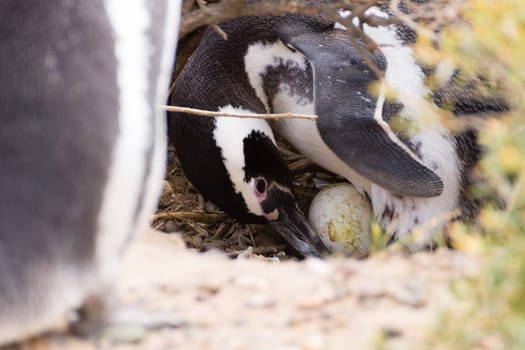 Magellanic penguin incubating egg. Punta Tombo penguin colony, Patagonia, Argentina