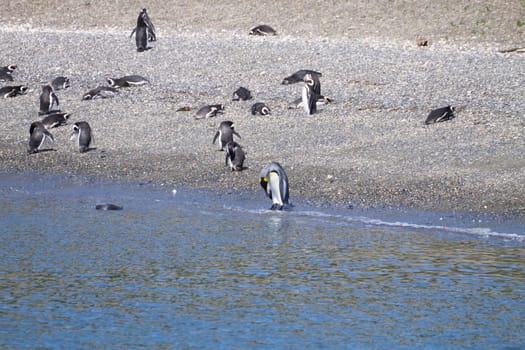 King penguin on Martillo island beach, Ushuaia. Tierra del Fuego national park. Chilean wildlife