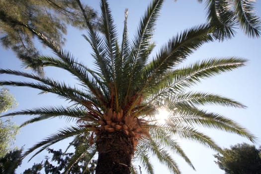 Bottom view of magnificent palm leaves against a blue sky in the center of the Palestinian city of Bethlehem, Israel