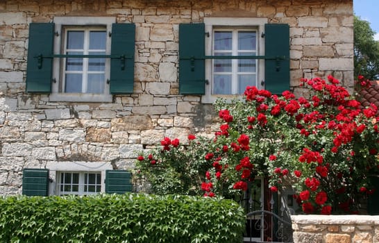 Facade of a house in Labinci, Croatia, red roses growing around the front door
