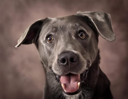 Portrait of a purebred dog with pedigree on a black background