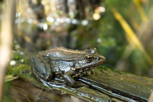 Aga toad, bufo marinus sitting on a tree log, amphibian inhabitant in wetland eco system, Haff Reimech