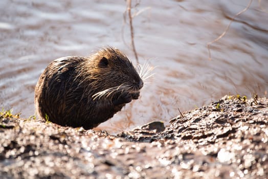 Nutria, coypu herbivorous, semiaquatic rodent member of the family Myocastoridae on the riverbed, baby animals, habintant wetlands, river rat