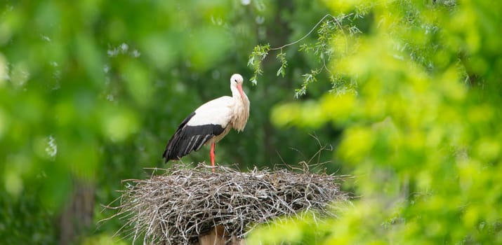 White storks on the nest surrounded by green trees, ciconia in spring, Oberhausen Heidelberg in Germany