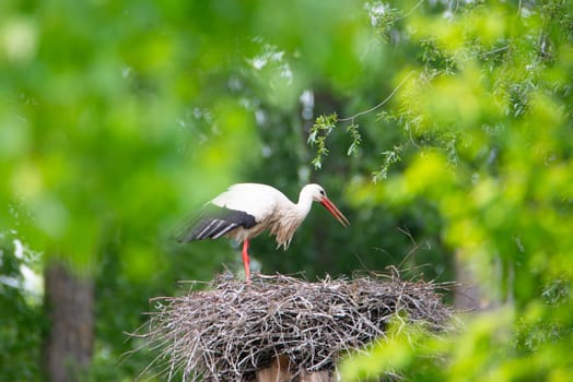 White storks on the nest surrounded by green trees, ciconia in spring, Oberhausen Heidelberg in Germany