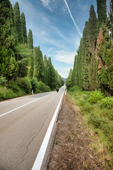 Tuscany, Italy. Asphalt line in nature, panoramic road to travel destination Bolgheri