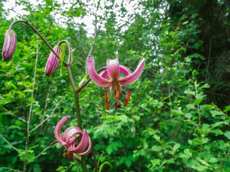 Close-up view of a stem with several flowers of the Turkish lily (Latin: Lilium martagon) on the blurred edge of the forest in the background.