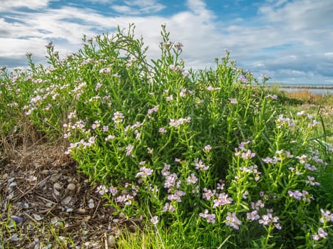 Close-up view of the multi-branched European sea mustard (Latin: Cakile maritima) on the Lower Saxony Wadden in northern Germany in autumn in sunny weather.