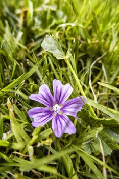 Detail of wild flowers in nature, flora