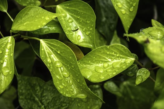 Detail of bush leaf wet by rain