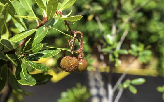 Detail of wild fruits on a tree, healthy food