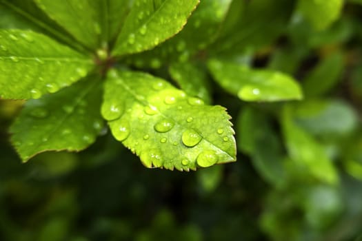 Detail of bush leaf wet by rain