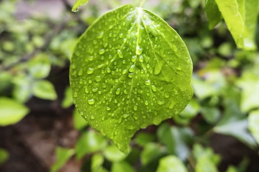 Detail of bush leaf wet by rain
