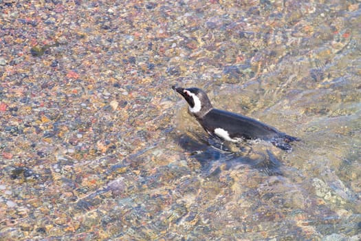Magellanic penguins. Punta Tombo penguin colony, Patagonia, Argentina