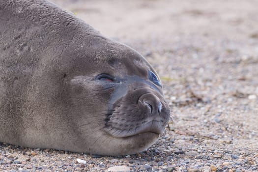 Elephant seal on beach close up, Patagonia, Argentina.  Isla Escondida beach. Argentinian wildlife