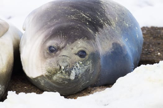 Elephant seal on beach close up, Patagonia, Argentina.  Isla Escondida beach. Argentinian wildlife