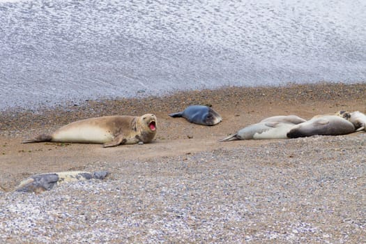 Elephant seals on Caleta Valdes beach, Patagonia, Argentina. Argentinian wildlife