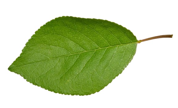 Green cherry leaf on white isolated background, close up