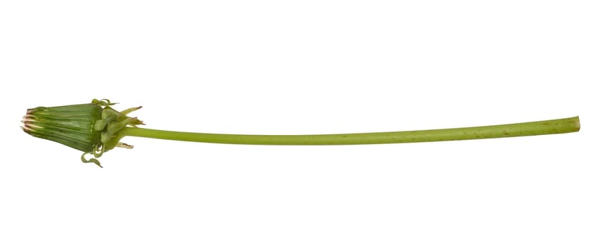 Yellow wilted dandelion on a long green stem, isolated background