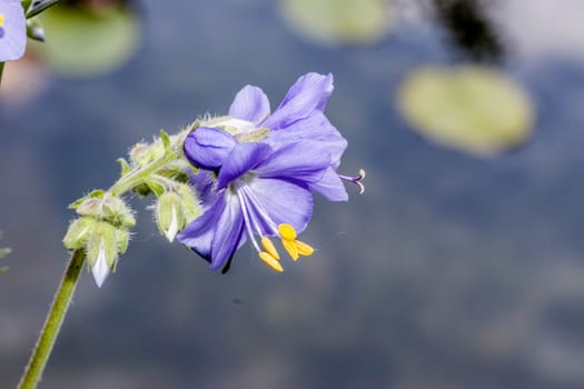 Jakobsleiter, Himmelsleiter, Sperrkraut (Polemonium spec.) am Seerosenteich