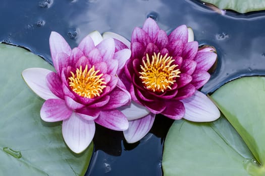 rote Seerosen (Nymphaea-Hybride) im Gartenteich