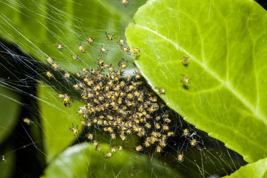 Gewöhnliche Kreuzspinne, Gartenkreuzspinne, Garten-Kreuzspinne (Araneus diadematus), geschluepfte Jungspinnen in einem Netz