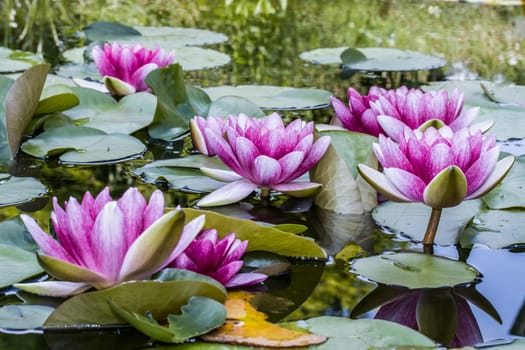 rote Seerosen (Nymphaea-Hybride) im Gartenteich