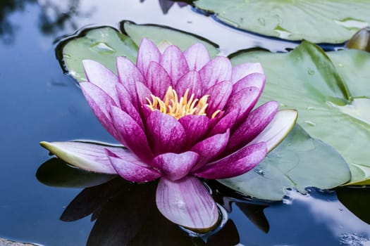 rote Seerosen (Nymphaea-Hybride) im Gartenteich