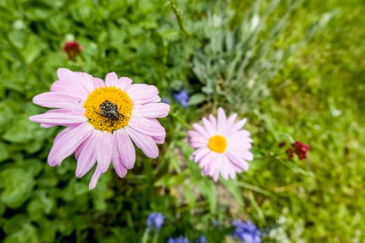 Rotblütige Wucherblume (Tanacetum coccineum) - rosa Kultivar mit Trauer-Rosenkäfer (Oxythyrea funesta)