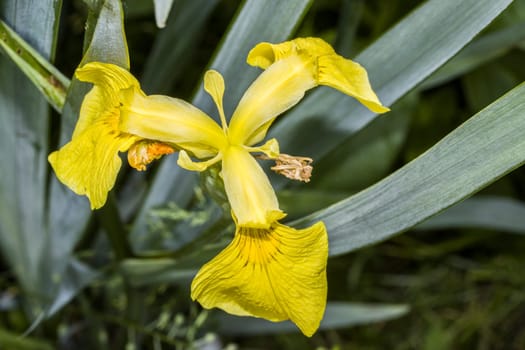 Sumpf-Schwertlilie (Iris pseudacorus)