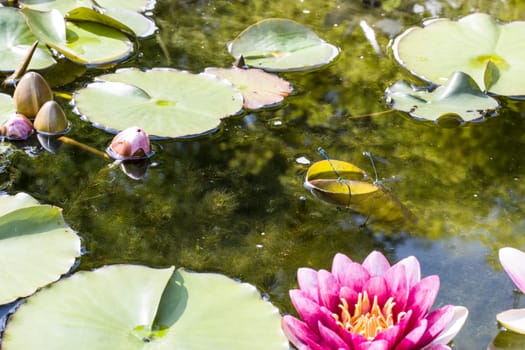 Hufeisen-Azurjungfer (Coenagrion puella) - Paar bei der Eiablage im Gartenteich