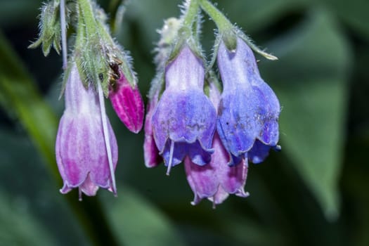 Echter Beinwell (Symphytum officinale) - Blüten in Nahaufnahme