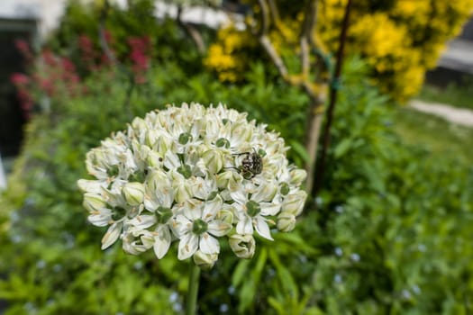 Schwarzer Lauch (Allium nigrum) mit Trauer-Rosenkäfer  (Oxythyrea funesta)