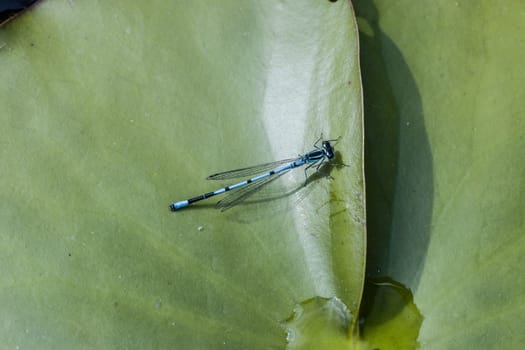 männliche Hufeisen-Azurjungfer (Coenagrion puella) auf einem Seerosenblatt