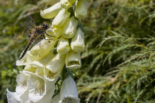Vierfleck  (Libellula quadrimaculata) an einem weissen Fingerhut (Digitalis purpurea)