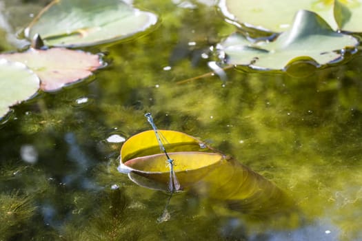 Hufeisen-Azurjungfer (Coenagrion puella) - Paar bei der Eiablage im Gartenteich