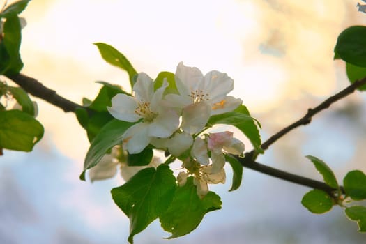 Apple blossoms on the branch of an apple tree. Fruit tree with buds and white-purple petals. Evening mood with warm light. Photo from agriculture