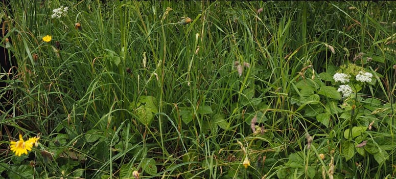 dew of blades of grass in a meadow useful as background
