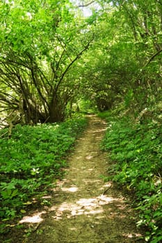 Hiking, walking trail, footpath from Veliko Tarnovo to the Arbanasi Village, surrounded by a lush and dense forest of an intense green color, close to Veliko Tarnovo, Bulgaria 2022