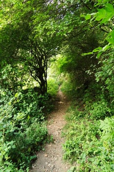Hiking, walking trail, footpath through a lush and dense forest of an intense green color from Veliko Tarnovo to the village of Arbanasi, close to Veliko Tarnovo, Bulgaria 2022