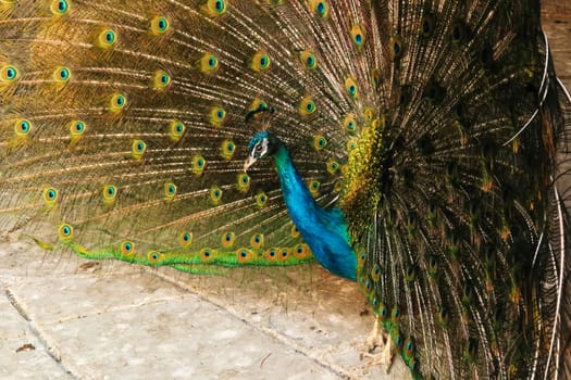 Profile, side view of a peacock of intense blue color spreading its tail feathers, displaying its colorful plumage at the Bachkovo Monastery, close to Plovdiv, Bulgaria 2022