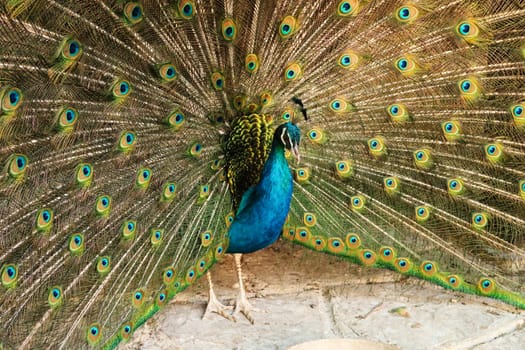 Majestic peacock of intense blue color spreading its tail feathers, displaying its colorful plumage at the Bachkovo Monastery, close to Plovdiv, Bulgaria 2022