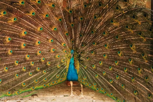 Peacock of intense blue color spreading its tail feathers, showing its colorful plumage at the Bachkovo Monastery, Plovdiv, Bulgaria 2022