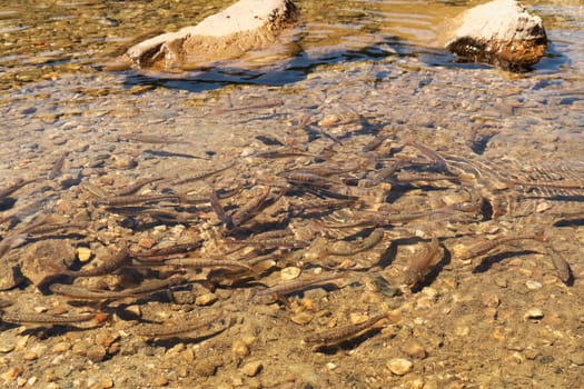 Many brown fish are swimming in the shallow cold water of the Kidney, Babreka Lake, one of the Seven Rila Lakes, situated on a plateau in the Rila National Park, close to Sofia, Bulgaria 2022